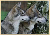 Nederlandse Vereniging Saarlooswolfhonden