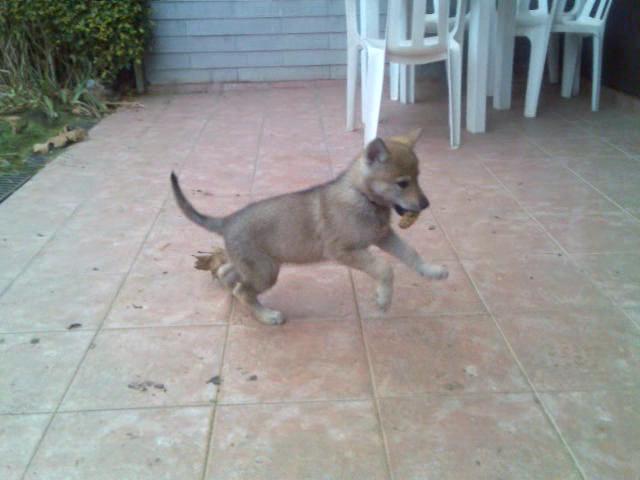 Ukko Crying Wolf