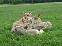 Csehszlovák farkaskutyák egymás közt