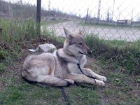Utu Crying Wolf
