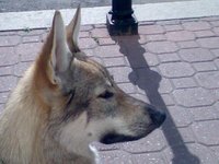 Utu Crying Wolf