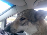 Utu Crying Wolf