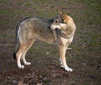 Utu Crying Wolf