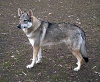 Utu Crying Wolf