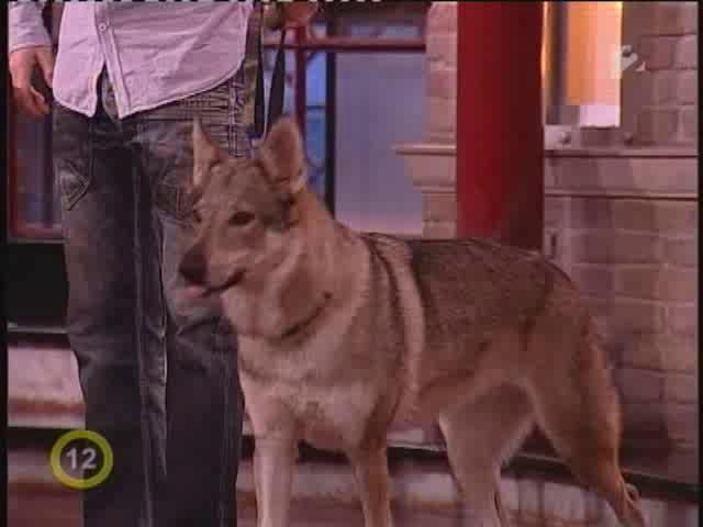 Csehszlovák farkaskutya -Crying Wolf Utu- a Frizbiben