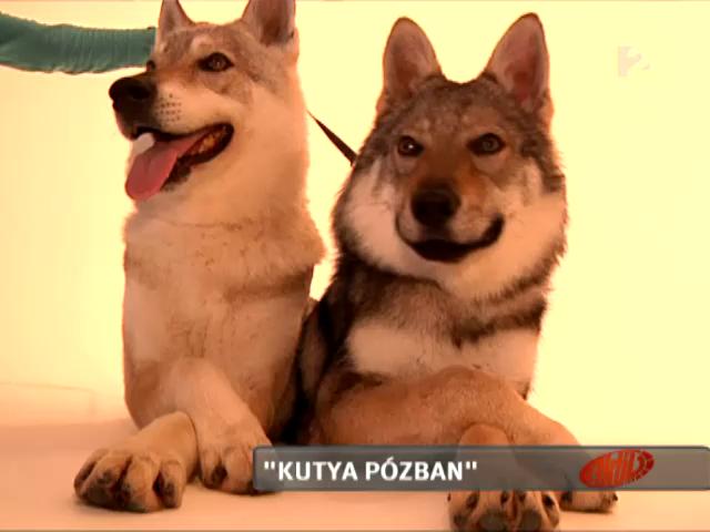 Csehszlovák farkaskutyák az Aktívban