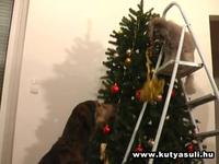 A doggy christmas surprise - Karácsonyi kutyás meglepetés