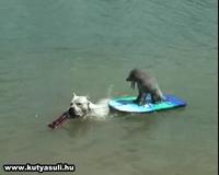 A doggy summer - A kutyák is szeretik a strandot